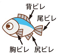 魚の部位と名称