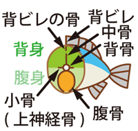 魚の部位と名称