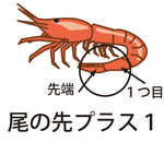 尾プラス１
